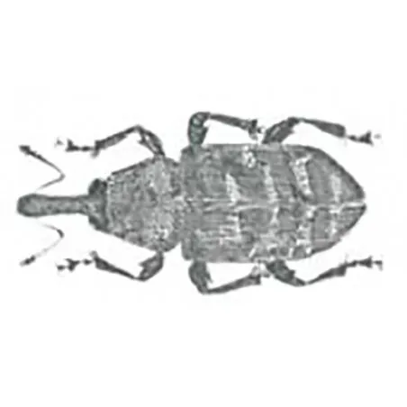 Hylobius abietis
